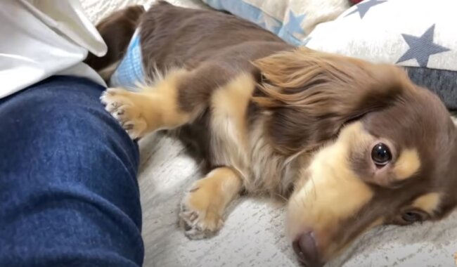 ダックスフンド,動画