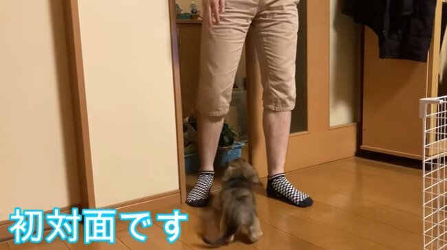 ダックスフンド,動画