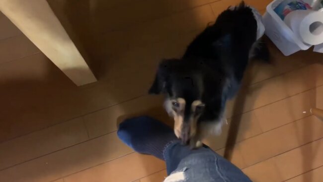 ダックスフンド,動画