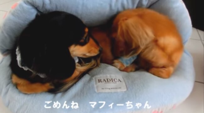 ダックスフンド,動画