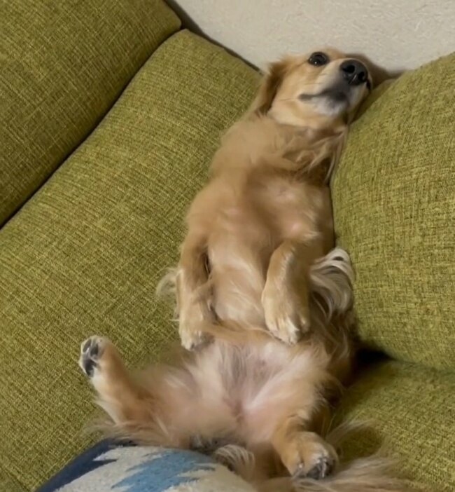 ダックスフンド,動画