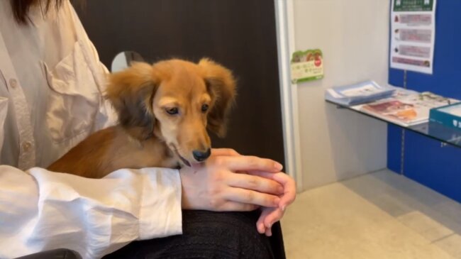 ダックスフンド,動画