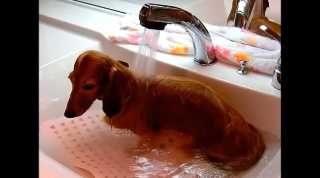 ダックスフンド,動画