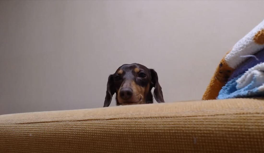 ダックスフンド,動画