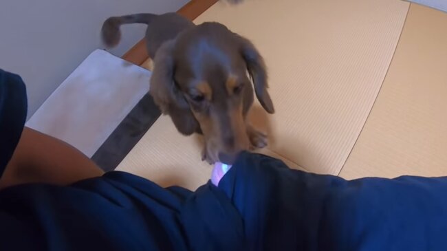 ダックスフンド,動画