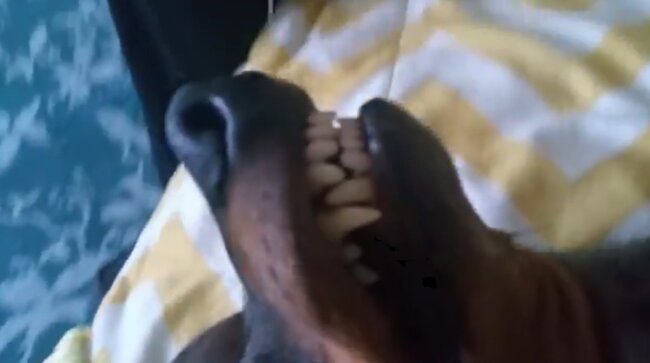 ダックスフンド,動画