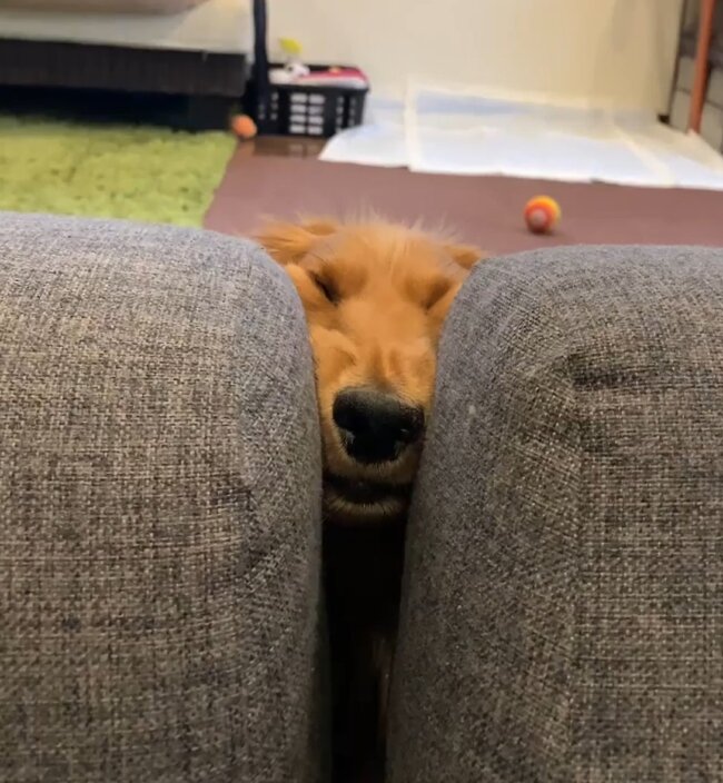 ダックスフンド,動画