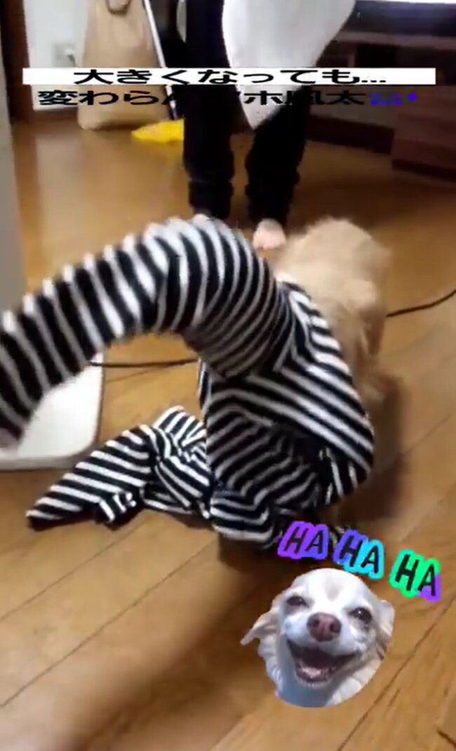 ダックスフンド,動画