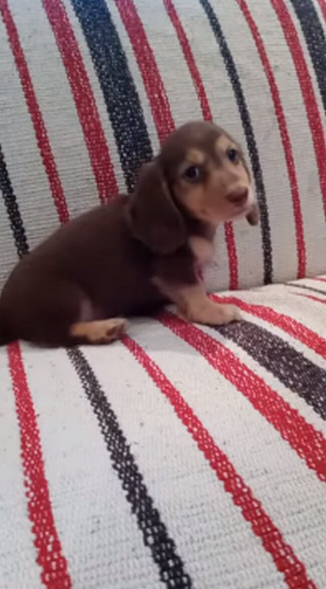 ダックスフンド,動画