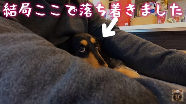 ダックスフンド,動画