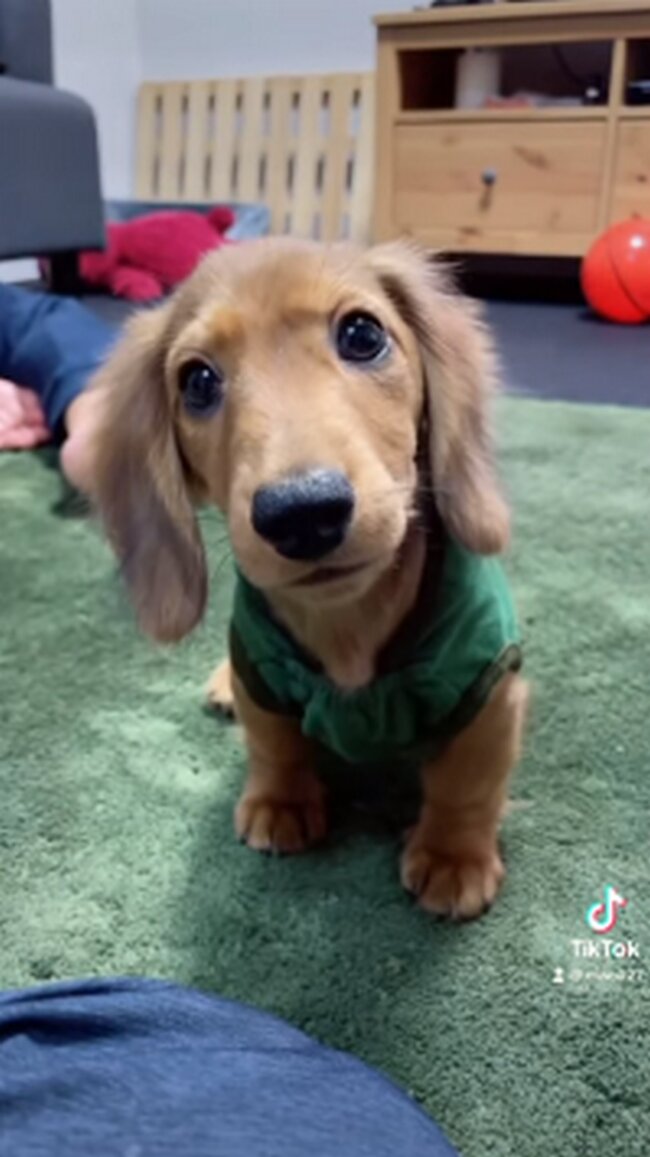 ダックスフンド,動画