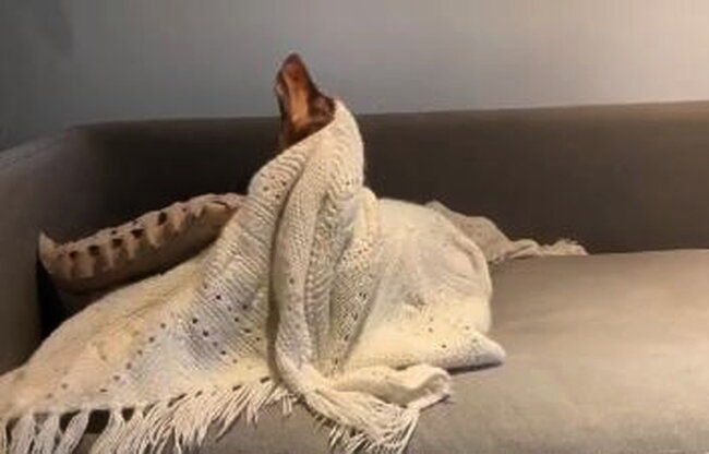 ダックスフンド,動画