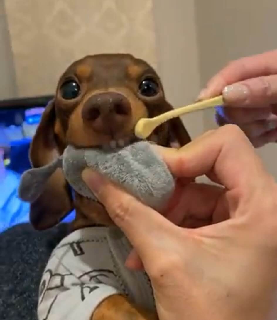 ダックスフンド,動画