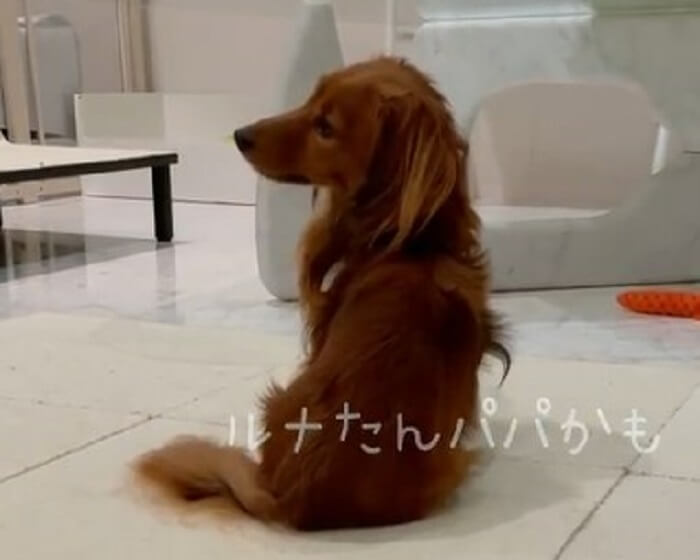 ダックスフンド,動画