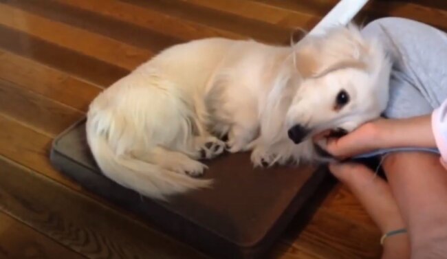 ダックスフンド,動画