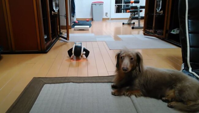 ダックスフンド,動画