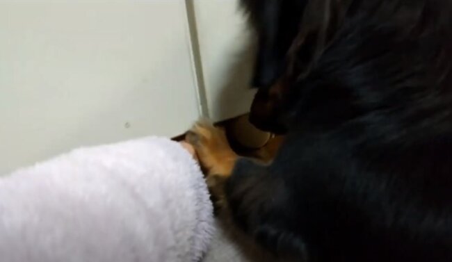 ダックスフンド,動画