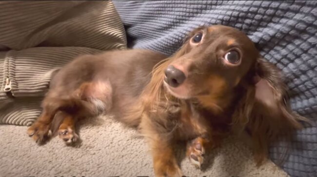 ダックスフンド,動画