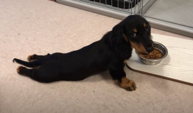 ダックスフンド,動画