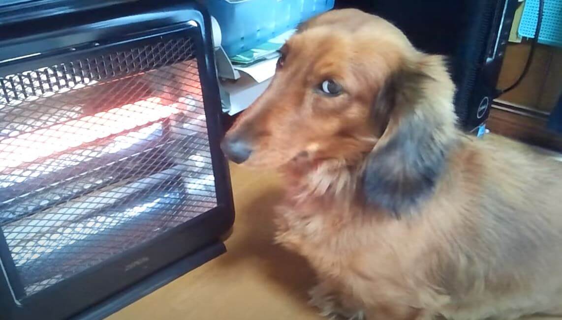 ダックスフンド,動画