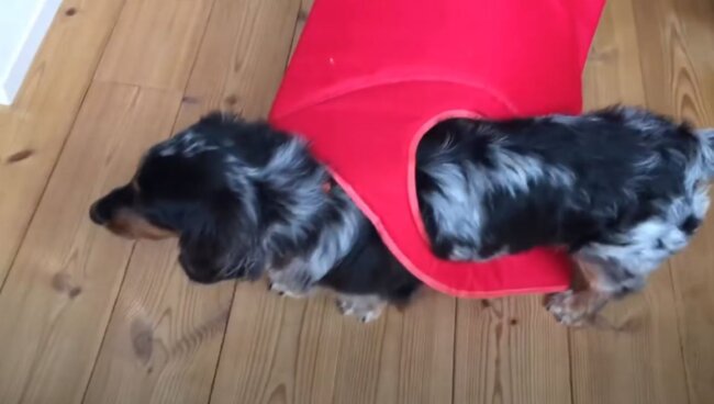 ダックスフンド,動画