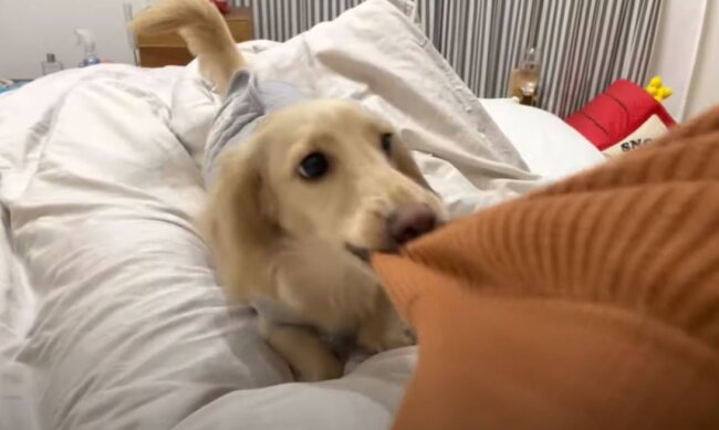 ダックスフンド,動画