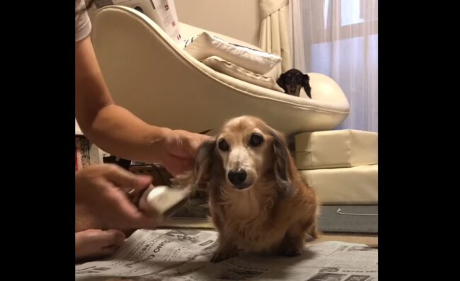 ダックスフンド,動画