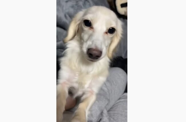 ダックスフンド,動画