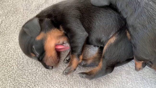 ダックスフンド,動画