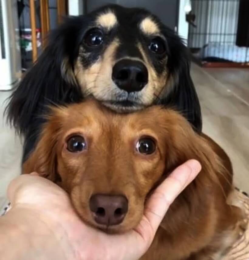 ダックスフンド,動画