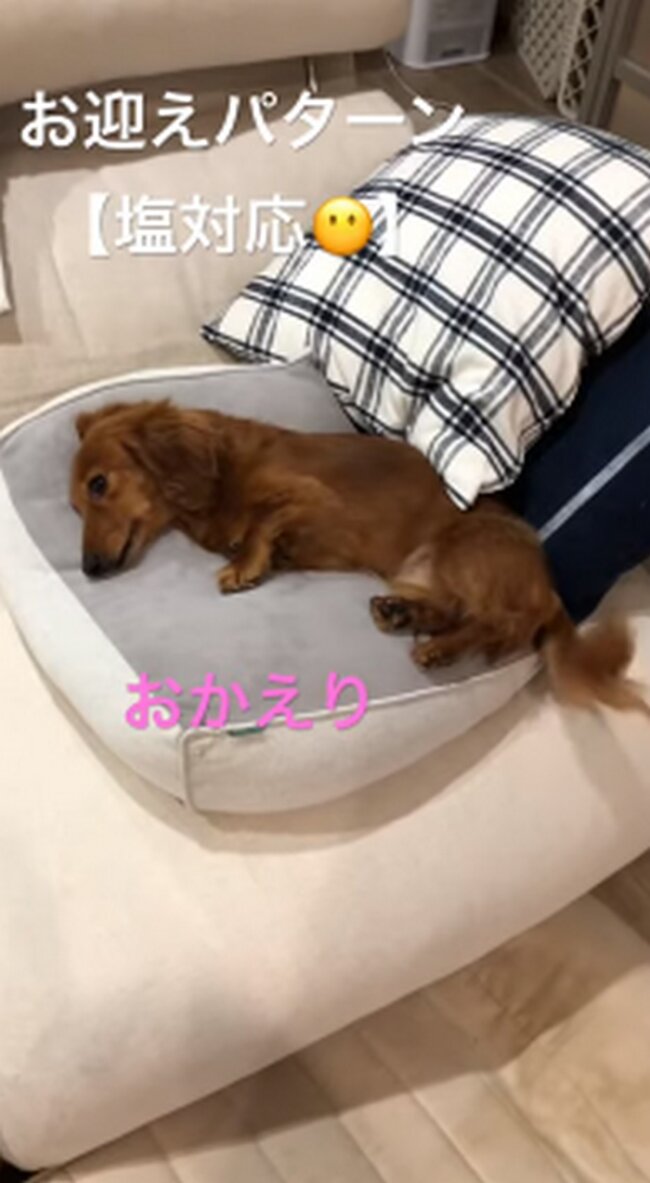 ダックスフンド,動画