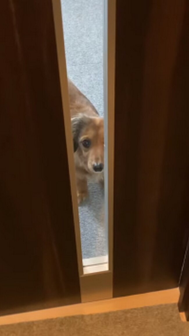 ダックスフンド,動画