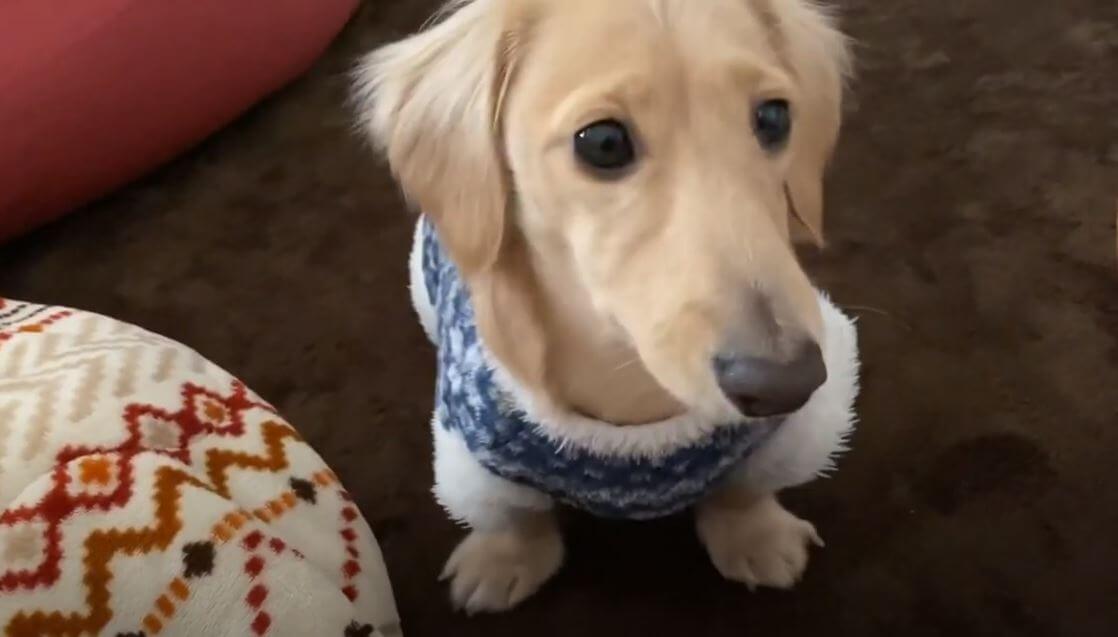 ダックスフンド,動画