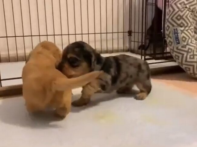 ダックスフンド,動画