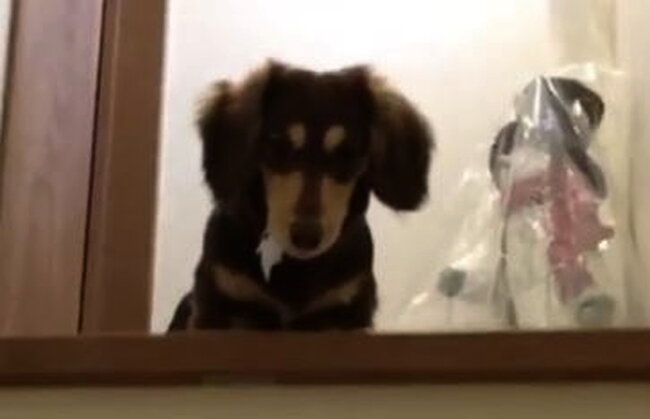 ダックスフンド,動画