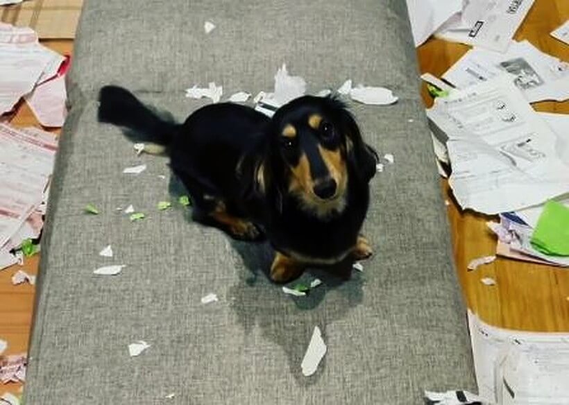 ダックスフンド,動画