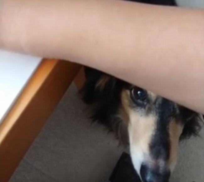 ダックスフンド,動画