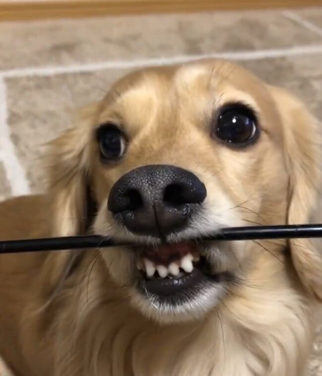 ダックスフンド,動画