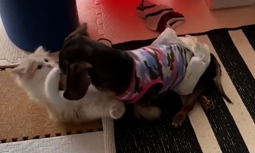 ダックスフンド,動画