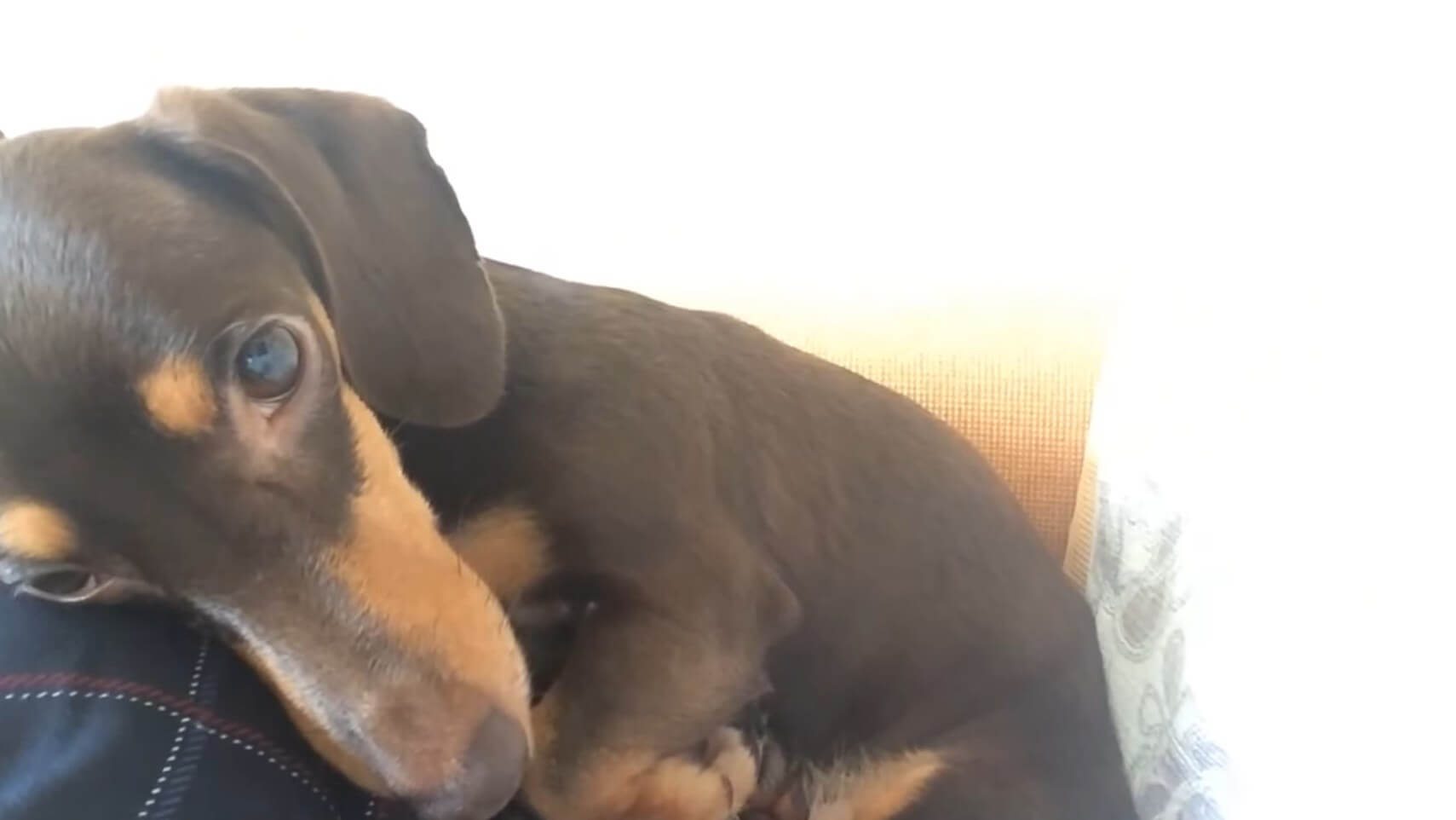 ダックスフンド,動画