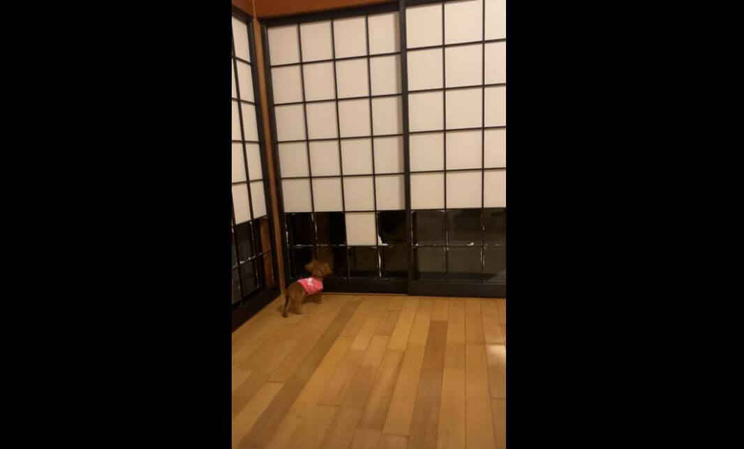 ダックスフンド,動画