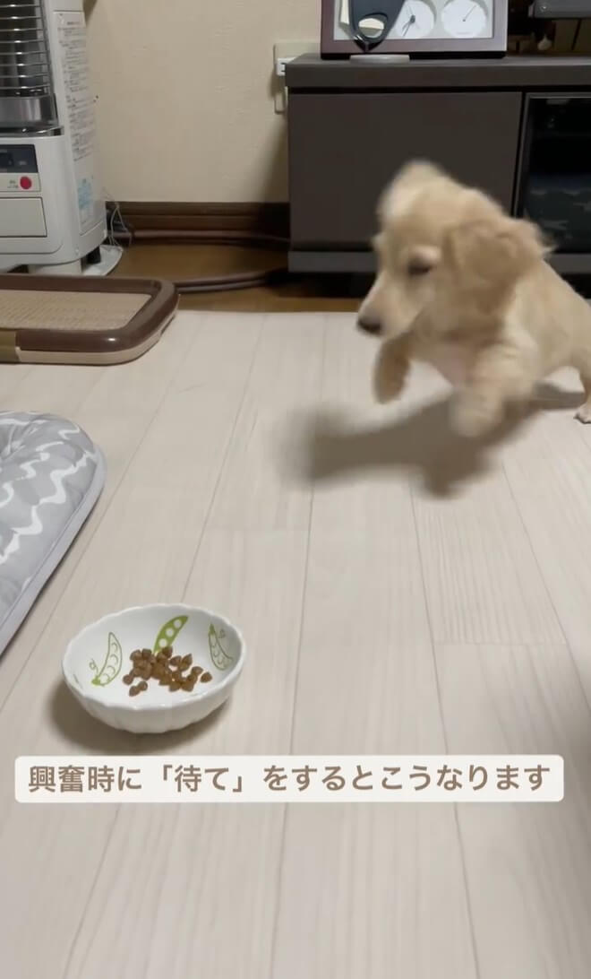 ダックスフンド,動画