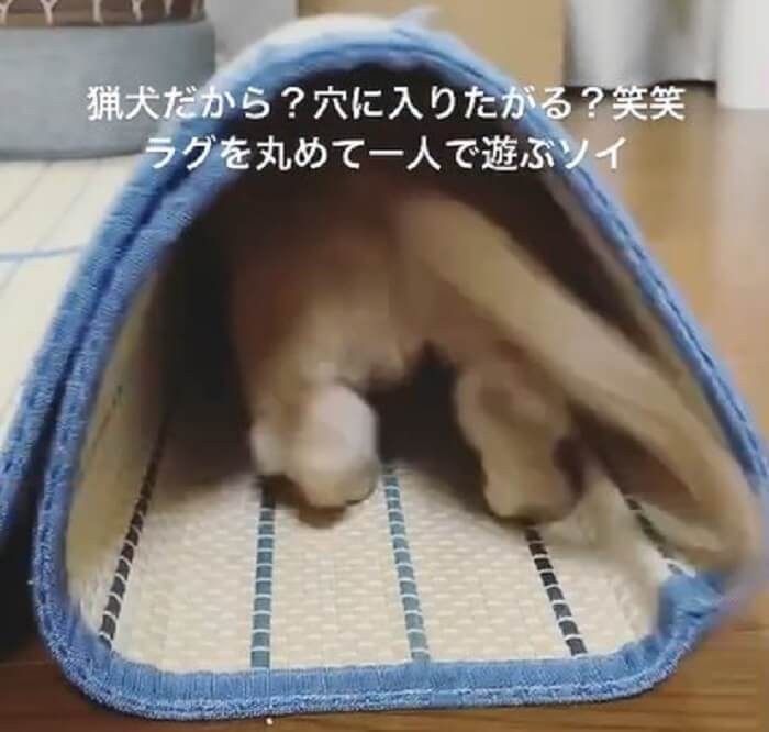 ダックスフンド,動画