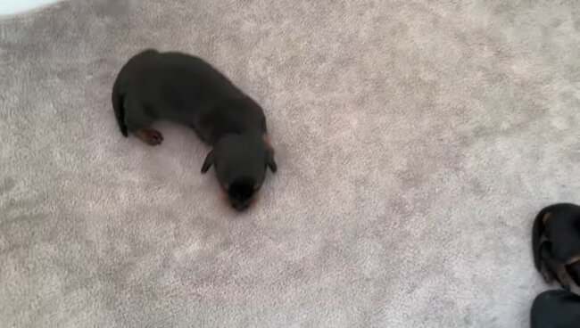 ダックスフンド,動画