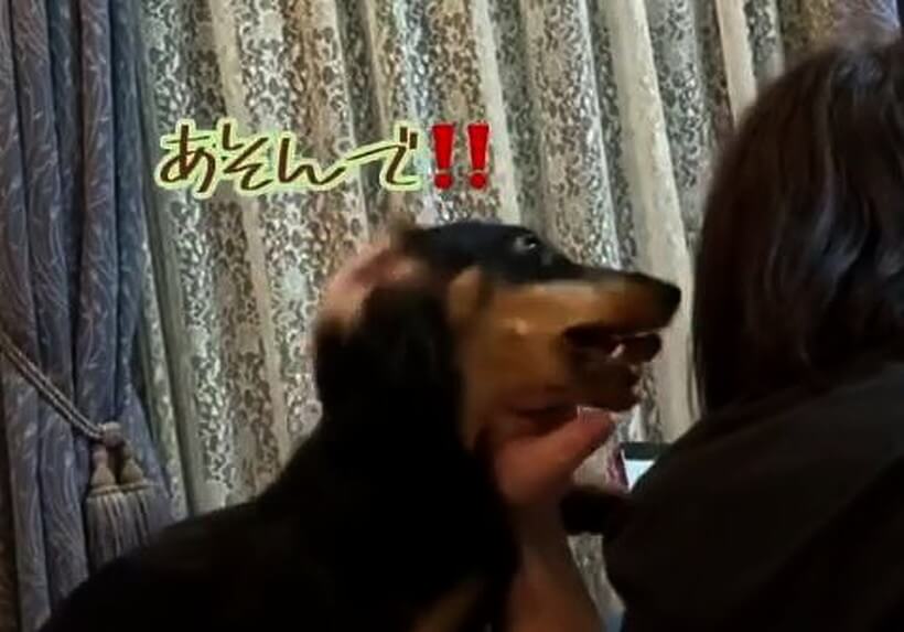 ダックスフンド,動画