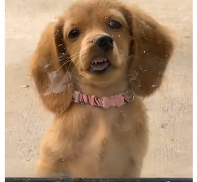 ダックスフンド,動画