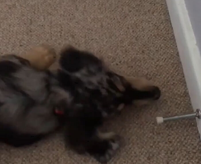 ダックスフンド,動画