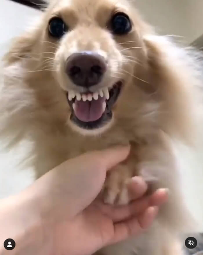 ダックスフンド,動画