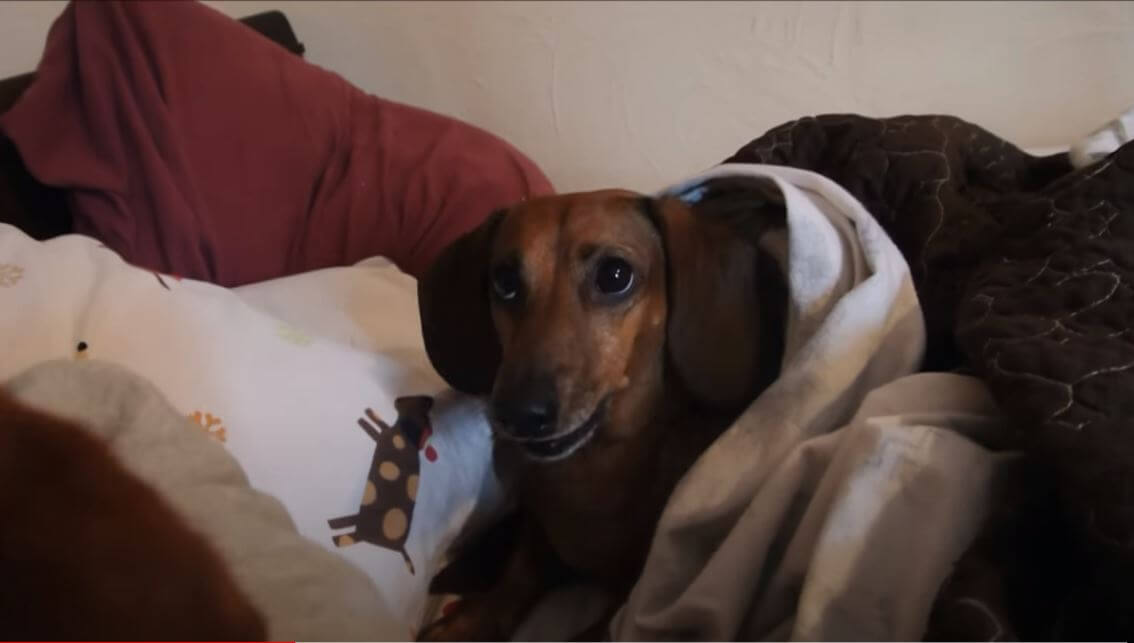 ダックスフンド,動画