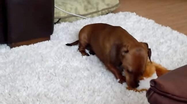 ダックスフンド,動画